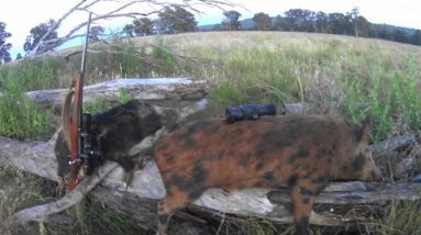 Feral Pig/Hog hunt with the brothers.