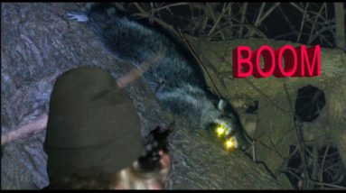 Giant coon, 10 pound dog, It's on!