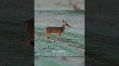 GIRL SHOOTS Whitetail Buck with THERMAL AR10