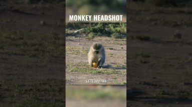 Monkey SHOT IN THE EYE with an Air Gun!