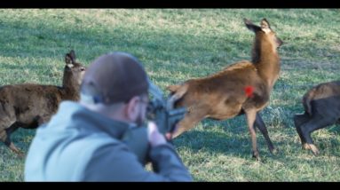 Pellet Gun Versus a Stag,