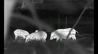 Post lockdown breakout pig hunt and HIKMICRO TQ50 Thermal Scope test run.