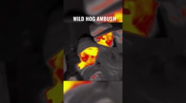 Wild Hogs SURROUND Girl and She Shoots Her Way Out!!!