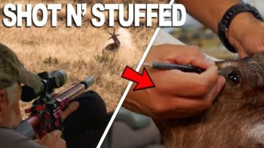 Four Antelope Shot and Stuffed | How TAXIDERMY WORKS!