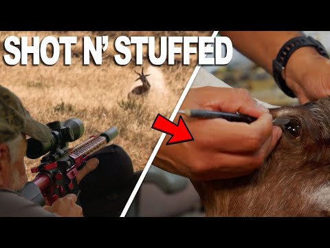 Four Antelope Shot and Stuffed | How TAXIDERMY WORKS!