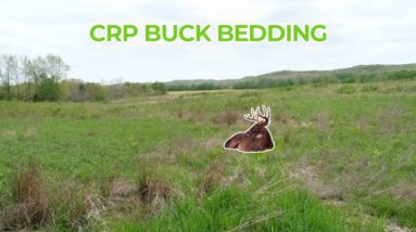 How bucks' bed in CRP Fields and a detailed stand setup