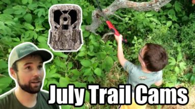 July Trail Cams in Hill Country Hubs and Small Parcels