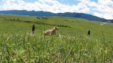 How fast is a prairie dog?