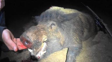 Thermal hunt for big boars/hogs out Western NSW.