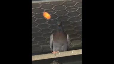 PIGEONS Blowgun