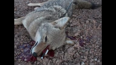 Arrow Gun first Ever Coyote