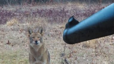 Coyote Outruns machine-gun fire.