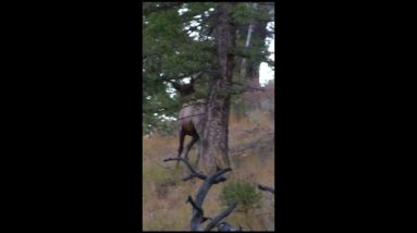 Heart Shot Elk, Fast Work, Bow