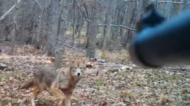 Say Cheese Mr Coyote