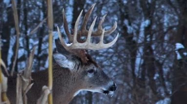 Bowhunting Whitetail Giants with Bo Jackson, Part1, Chronicle 33