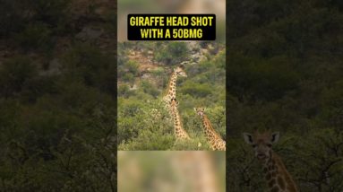 You won't believe the shot on this giraffe! 😲😲😲