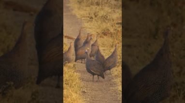 Fowl hunting in Zimbabwe. What an experience!