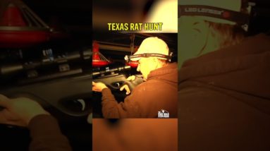 Keith takes on MASSIVE Texas Rats! Part 2