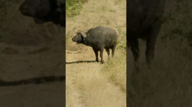 MASSIVE Cape Buffalo Bull Walks out in Front of Hunter