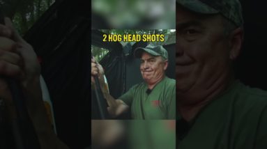 TWO Headshots on Hogs with GAMO Air Rifle