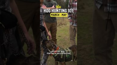 How to hunt for hogs in the spring!