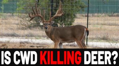 Solving CWD through Breeding | The Ox Ranch Story