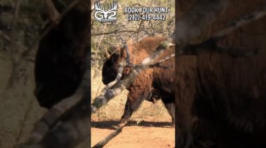 Air Gun SMOKES Bison! - @G2Ranch