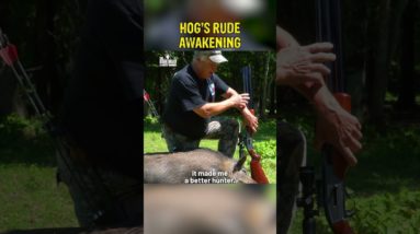 Sneaking up on bedded hog with air gun from pyramydair!! - hogwildadventures