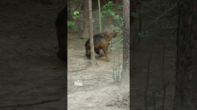 GLOCK HOG HEADSHOT! - Keith Warren