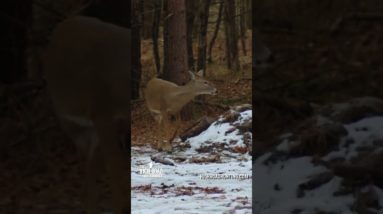 Muzzle Loader DEMOLISHES Deer! - Great Lakes Doe Challenge!