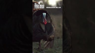 The most INSANE Turkey Shot at G2 Ranch!! - (210) 419-4442