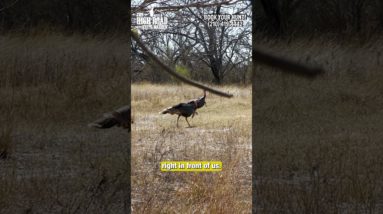 Airgun Turkey Annihilation