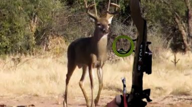 Biggest Coues Buck Ever Arrowed On Video