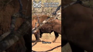 Broadhead Bison Takedown! - @G2Ranch