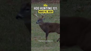 Hog Hunting vs. Deer Hunting!