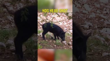 Hog STUNNED by Airgun!