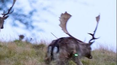 The Ultimate Monster Stag Hunt