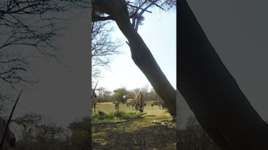 African Spear Hunt, View from the spear!