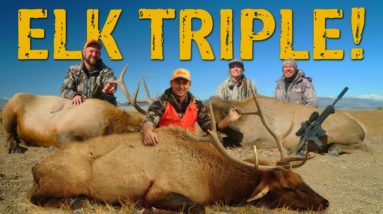 TRIPLE ELK hunt!!