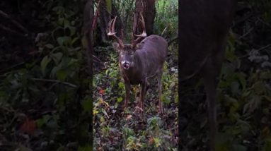 BIG BUCK, 2023 Kill Shot