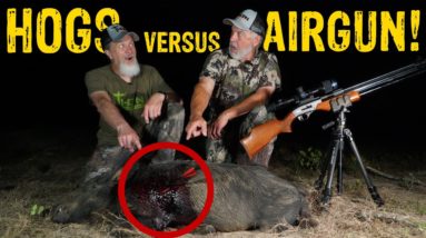 THERMAL AIRGUN HOG HUNT!