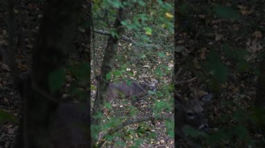 "Watch Em Drop",  Mature Arkansas Buck, Bow