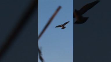 Arrow Impacts Flying Bird