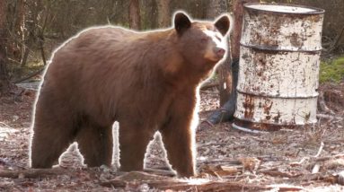 Best Spring Black Bear Hunt in the WORLD