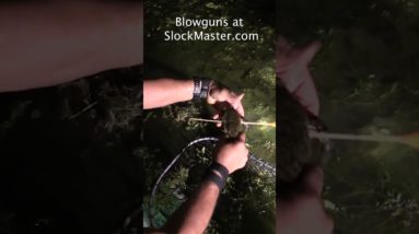 Blowgun Froggin