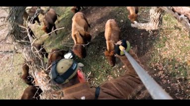 Buffalo Stampede, Spear Hunt