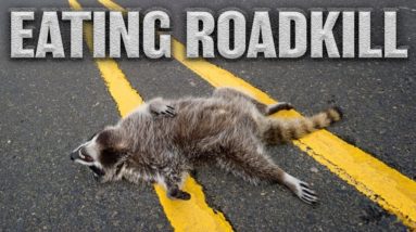 Eating Roadkill | How to Cook Raccoon