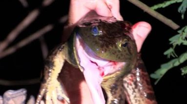 Froggin with a Blowgun