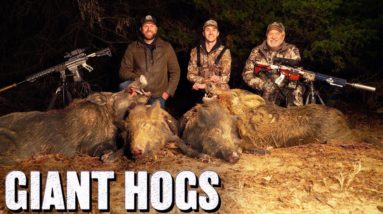 Killing Giant Hogs at Night