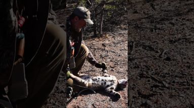 Chasing Tail is Never Good, Bobcat